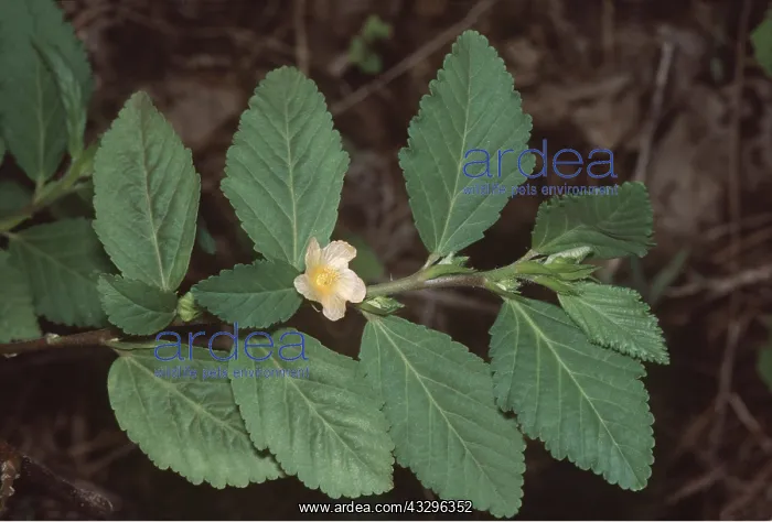 : Sida sp : Sida sp