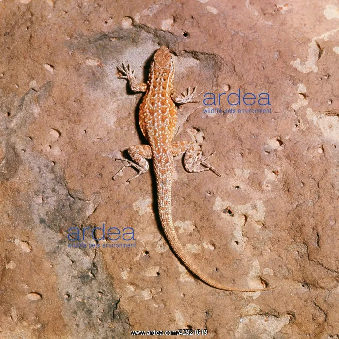 : Side-blotched Lizard : Side-blotched Lizard