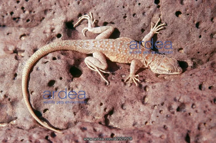 : Side-Blotched Lizard : Side-Blotched Lizard