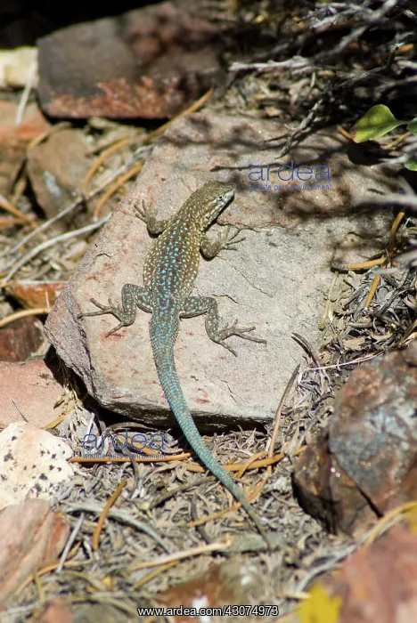 : Side-blotched Lizard : Side-blotched Lizard