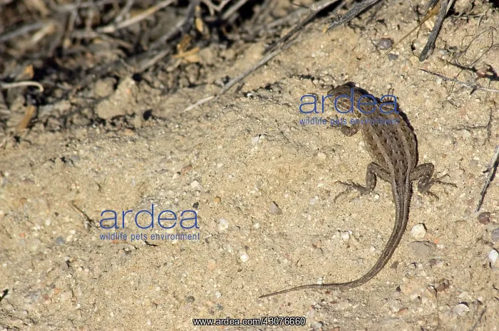 : Side-blotched lizard : Side-blotched lizard