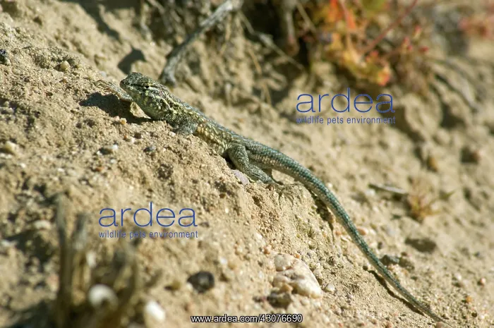 : Side-blotched lizard : Side-blotched lizard