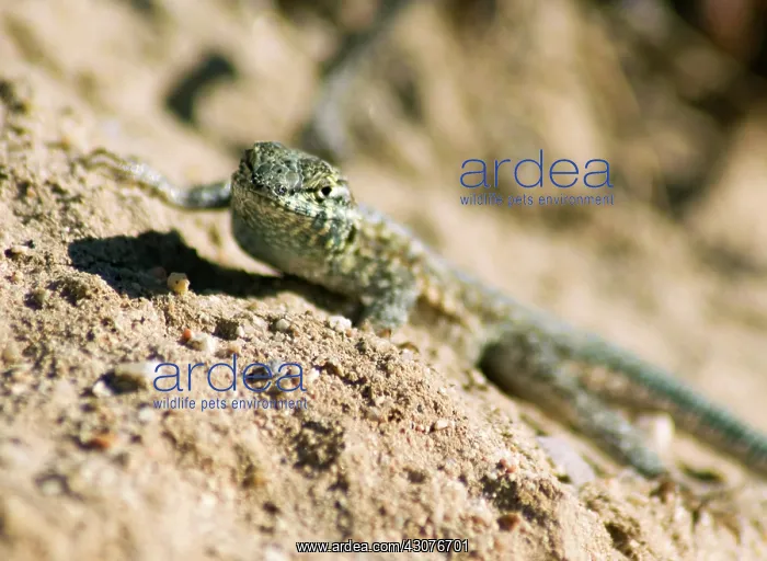 : Side-blotched lizard : Side-blotched lizard