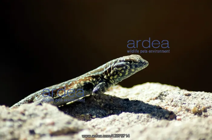 : Side-blotched lizard : Side-blotched lizard