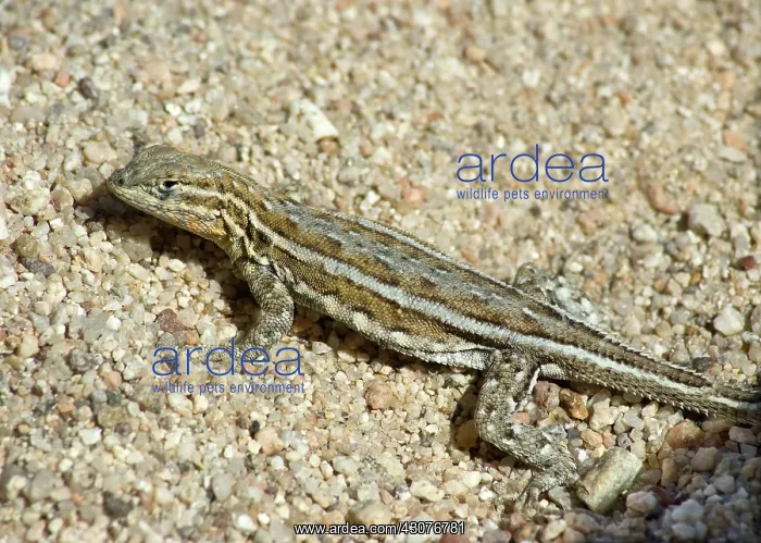 : Side-blotched lizard : Side-blotched lizard