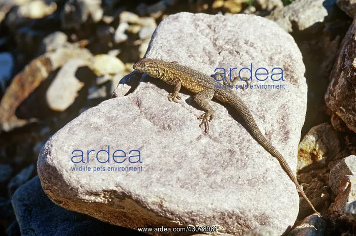 : Side-blotched Lizard