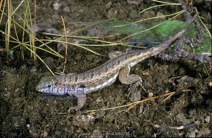 : Side-blotched lizard : Side-blotched lizard