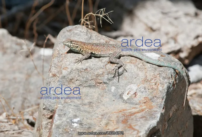 : Side-blotched lizard : Side-blotched lizard