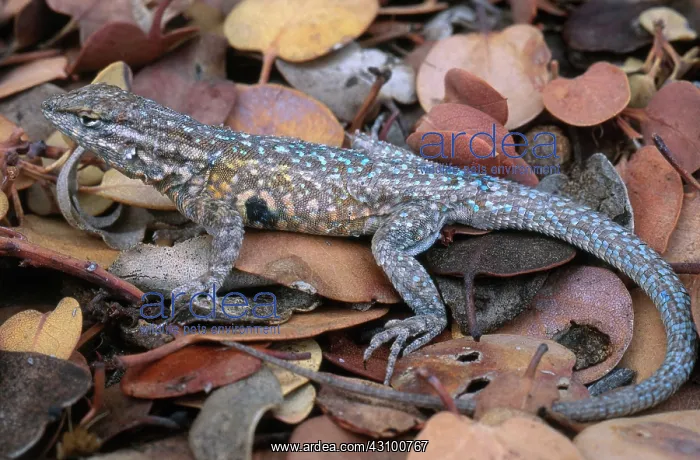 : Side-blotched Lizard : Side-blotched Lizard