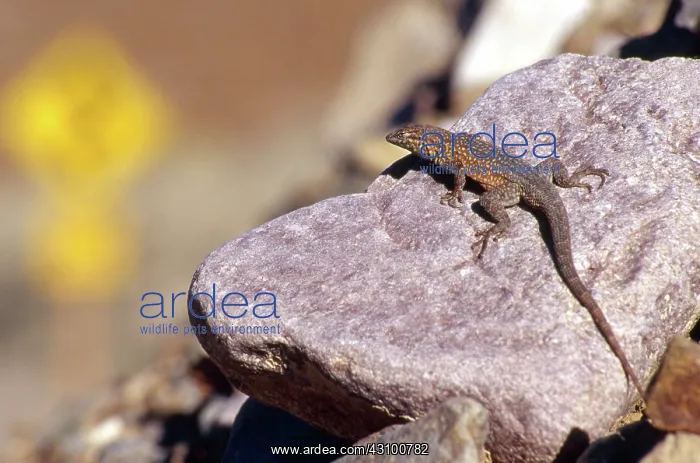  : Side-blotched Lizard
