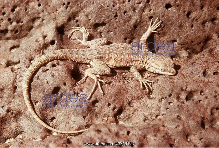 : SIDE-BLOTCHED LIZARD - on desert flats below sea level : SIDE-BLOTCHED LIZARD - on desert flats below sea level