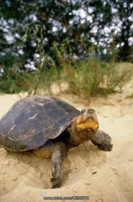 : Side-necked Turtle : Side-necked Turtle