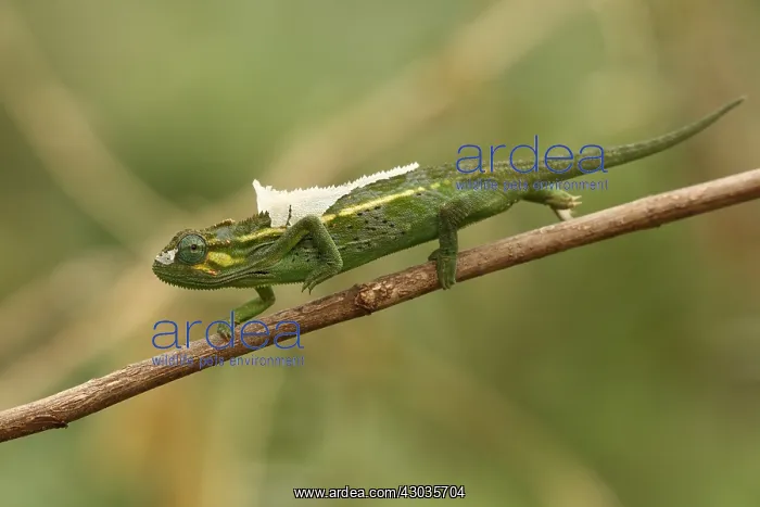 : Side-striped chameleon, Trioceros ellioti, Kakamega : Side-striped chameleon, Trioceros ellioti, Kakamega