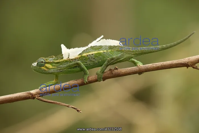  : Side-striped chameleon, Trioceros ellioti, Kakamega