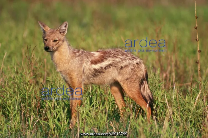 : Side-striped Jackal : Side-striped Jackal