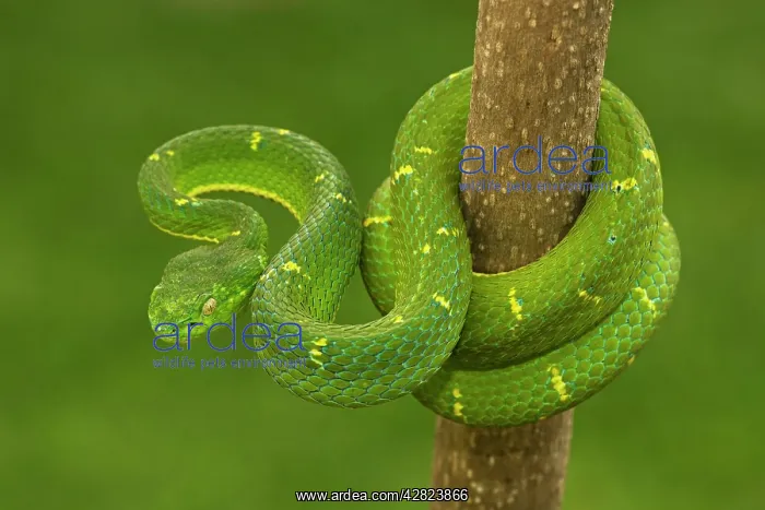 : Side-striped Palm-pit viper : Side-striped Palm-pit viper