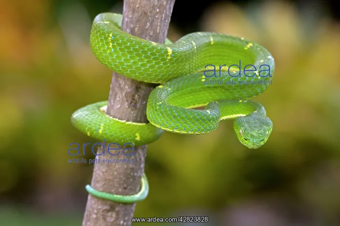  : Side-striped Palm-pitviper