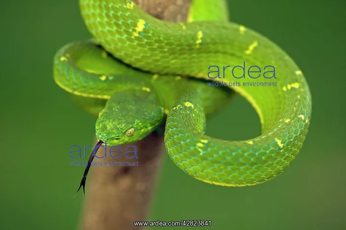 : Side-striped Palm-pitviper : Side-striped Palm-pitviper