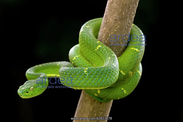  : Side-striped Palm-pitviper