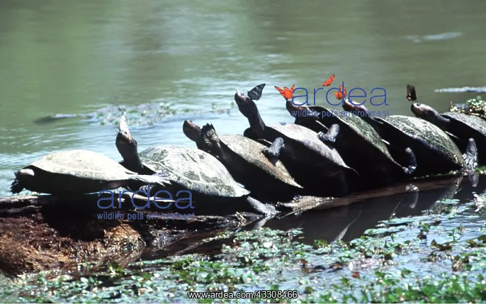 : Sideneck turtles in line - with butterflies : Sideneck turtles in line - with butterflies