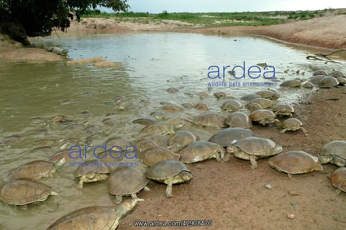 : Sidenecked TURTLE - mass by water : Sidenecked TURTLE - mass by water
