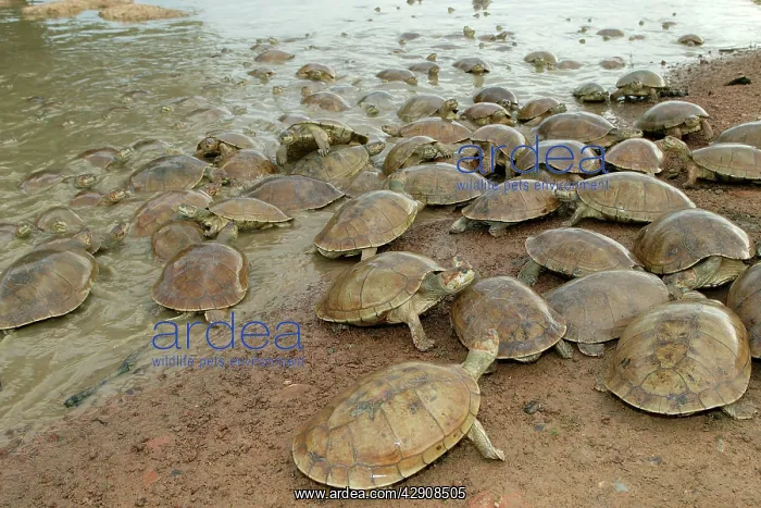 : Sidenecked TURTLE - mass by water : Sidenecked TURTLE - mass by water