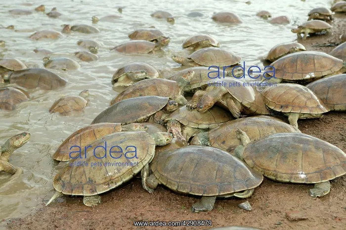 : Sidenecked TURTLE - mass by water feeding : Sidenecked TURTLE - mass by water feeding