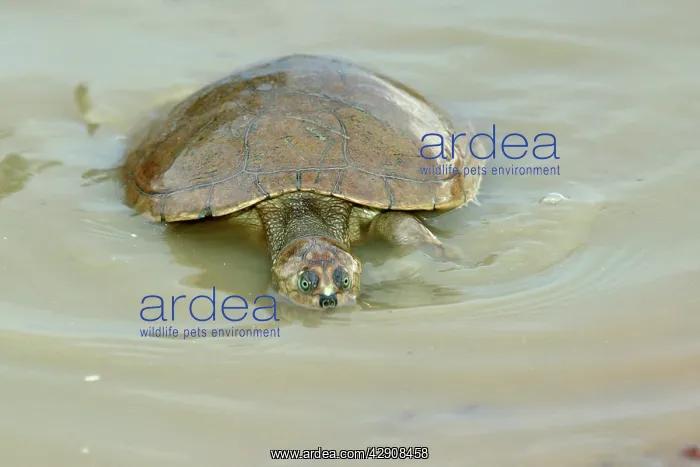 : Sidenecked TURTLE - in water : Sidenecked TURTLE - in water