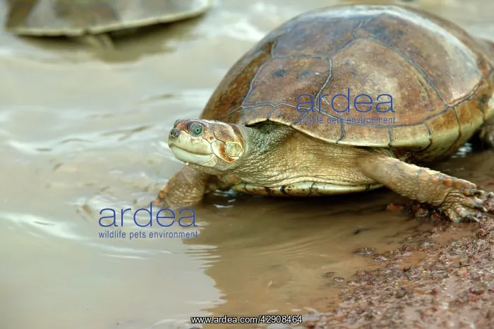 : Sidenecked TURTLE - by water : Sidenecked TURTLE - by water