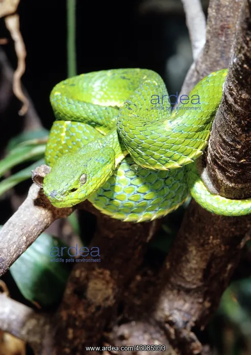 : Sidestriped Palm Pit Viper : Sidestriped Palm Pit Viper