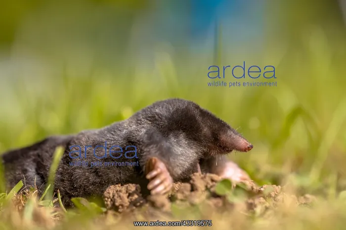 : Sideview of a European Mole (Talpa europaea) in : Sideview of a European Mole (Talpa europaea) in