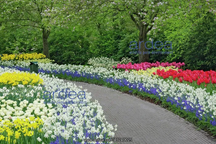 : Sidewalk pathway through tulips and daffodils : Sidewalk pathway through tulips and daffodils