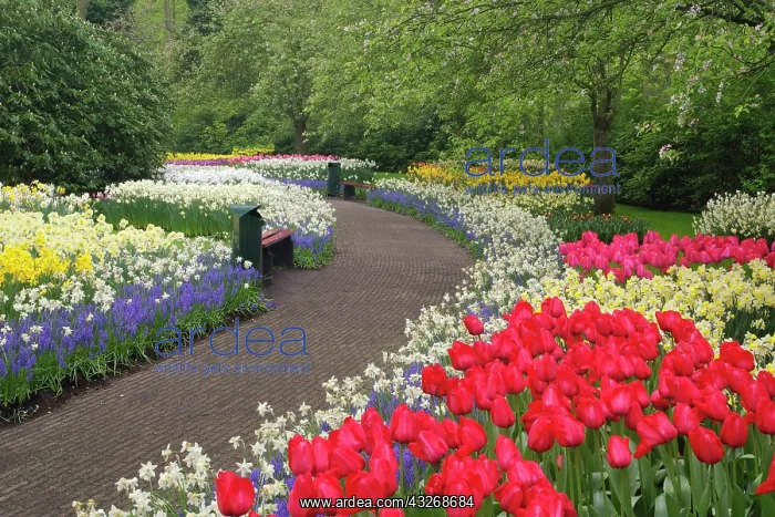 : Sidewalk through tulips, daffodils, and : Sidewalk through tulips, daffodils, and