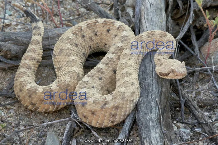 : Sidewinder : Sidewinder