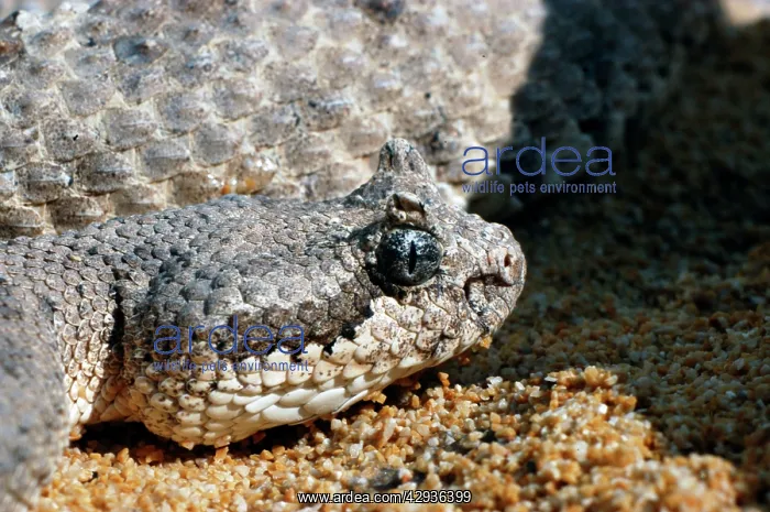 : Sidewinder : Sidewinder