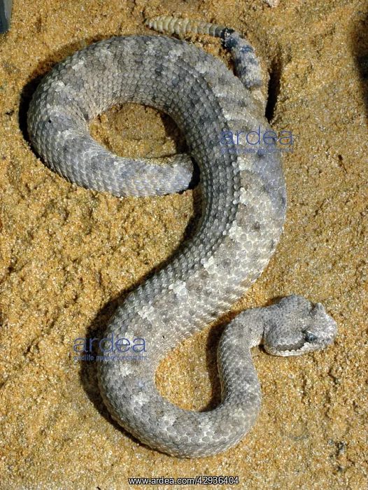 : Sidewinder : Sidewinder