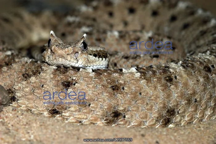 : Sidewinder : Sidewinder
