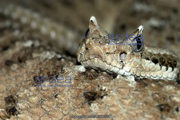 : Sidewinder : Sidewinder