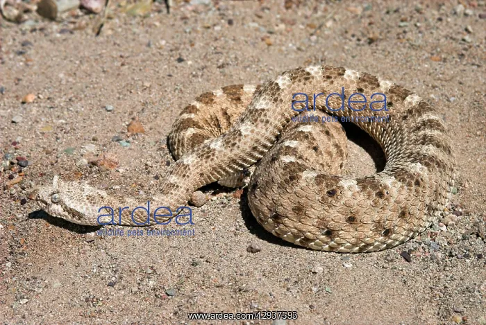: Sidewinder : Sidewinder