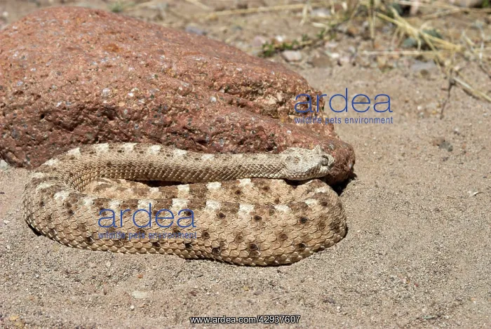 : Sidewinder : Sidewinder