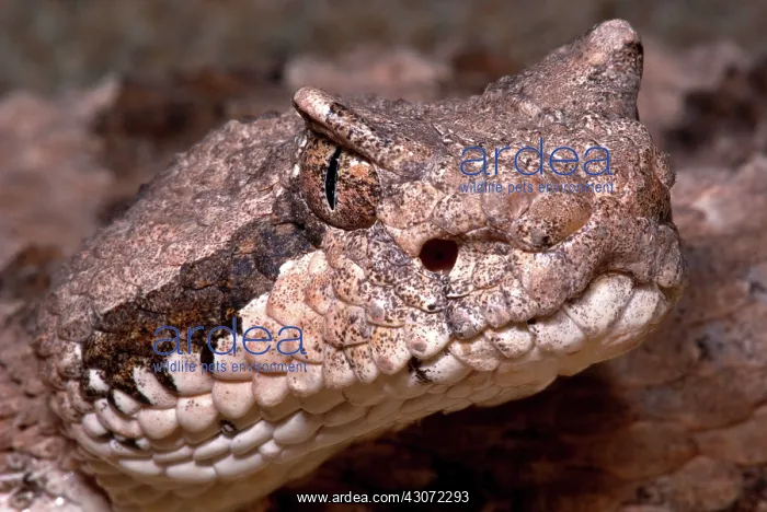 : Sidewinder : Sidewinder