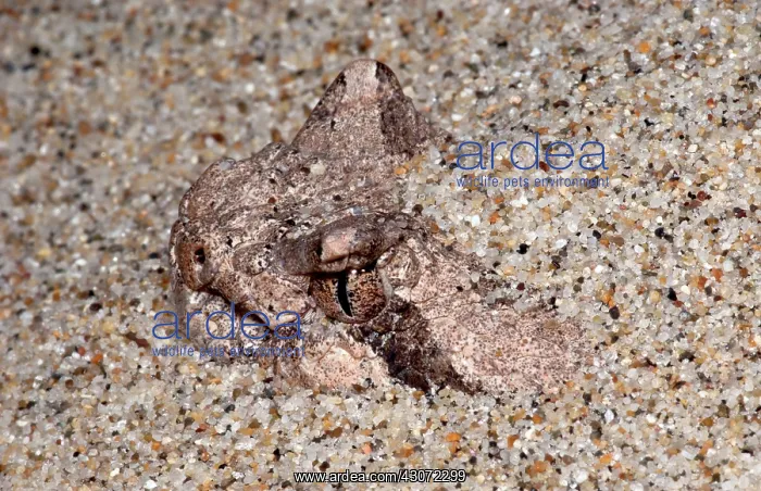 : Sidewinder : Sidewinder