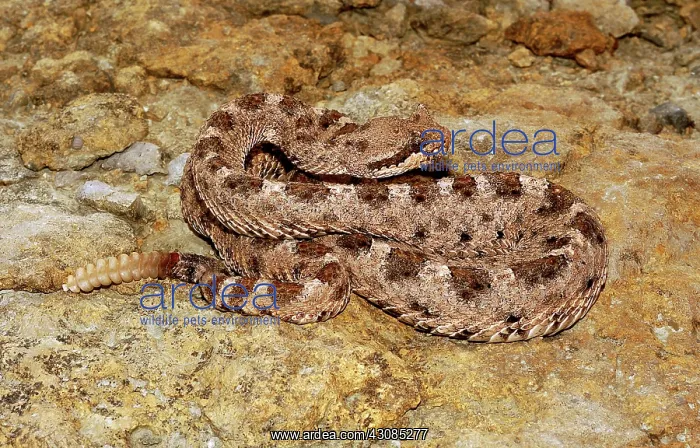 : Sidewinder : Sidewinder