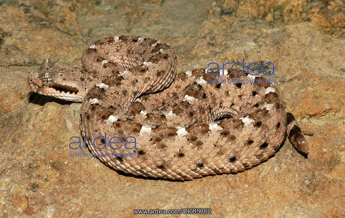 : Sidewinder : Sidewinder