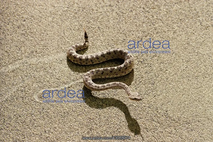 : Sidewinder : Sidewinder