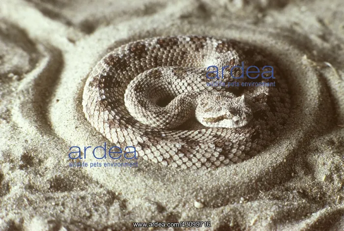 : Sidewinder : Sidewinder