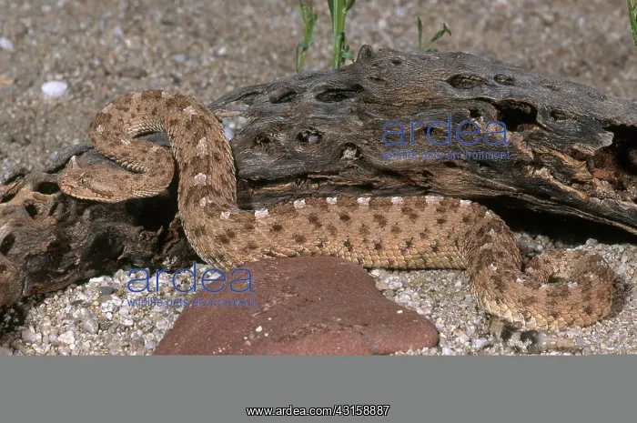 : Sidewinder : Sidewinder