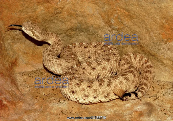 : Sidewinder (Crotalus cerastes) : Sidewinder (Crotalus cerastes)