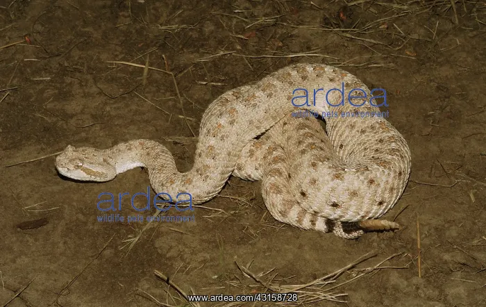 : Sidewinder (Crotalus cerastes) : Sidewinder (Crotalus cerastes)