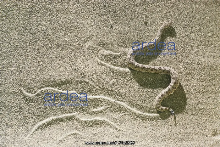 : Sidewinder (Crotalus cerastes cerastes) : Sidewinder (Crotalus cerastes cerastes)